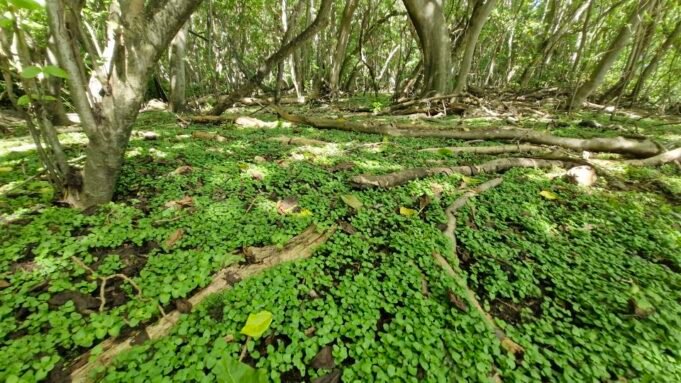 Ilhas renovadas para o antigo paraíso depois que os ratos