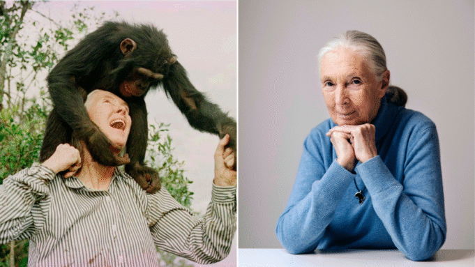 Jane Goodall: Famous Chimpanzee Researcher e Animal Advocate morreu aos