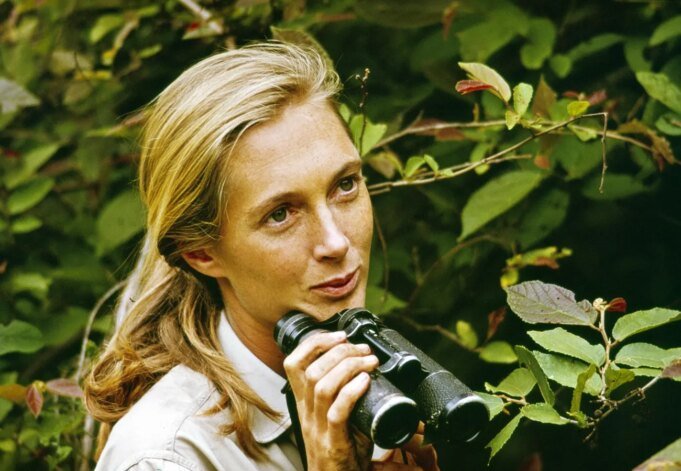 Jane ensinou platamento do modo Goodall, aqui 3 coisas aprendem